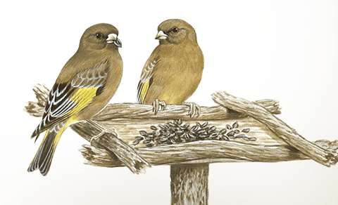 想いは、鳥へ向かう。サントリーの愛鳥活動