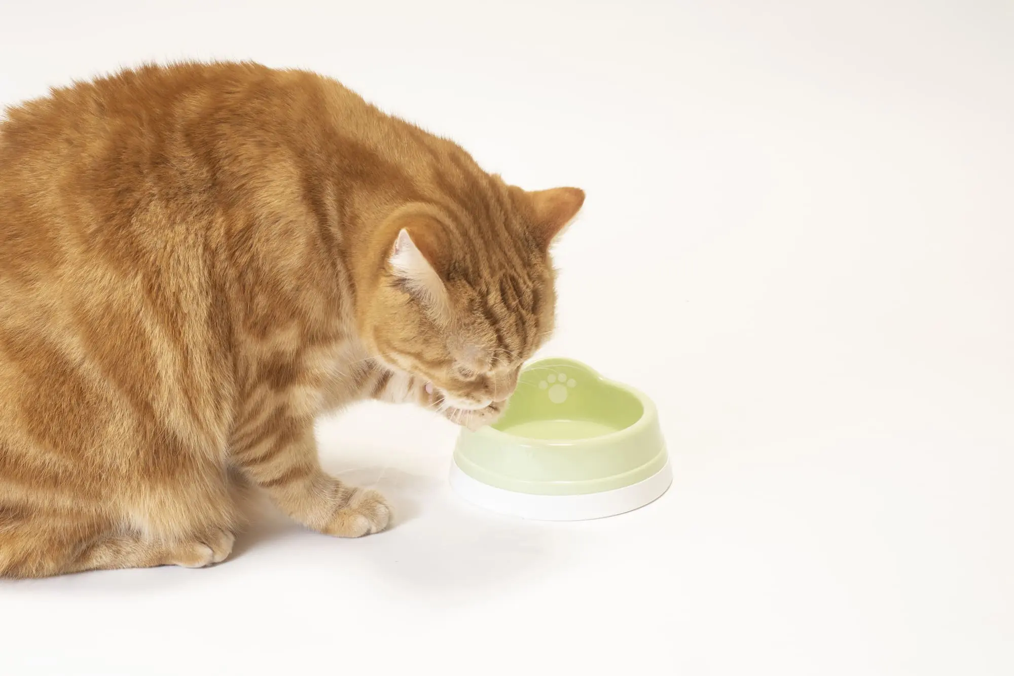 猫にウォーターサーバーのお水を飲ませても平気！ただし冷水や硬水には要注意